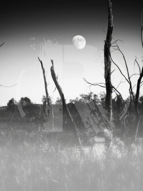Moon, I'm Swamped