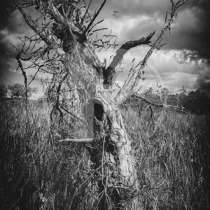 Woe Is Tree