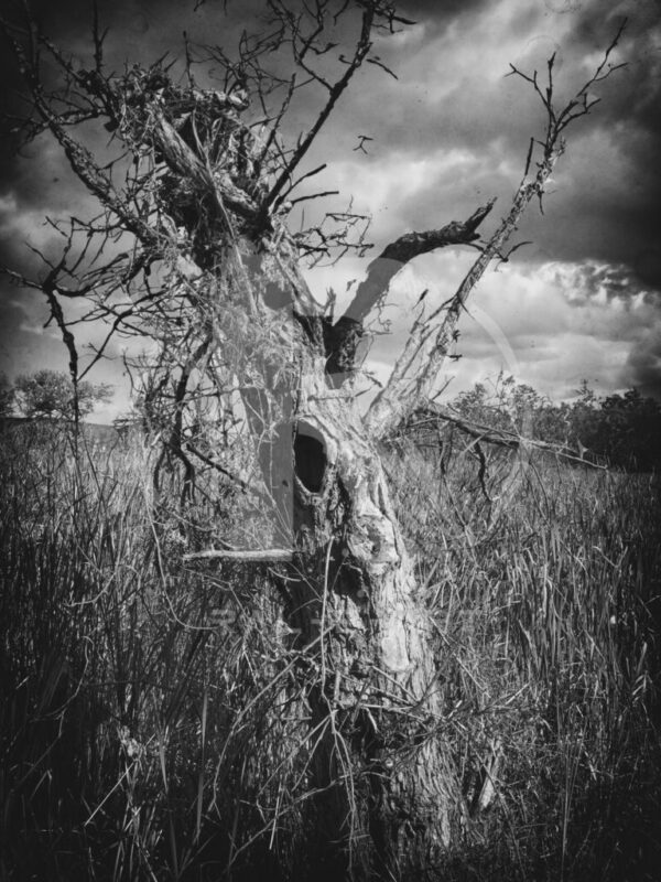 Woe Is Tree